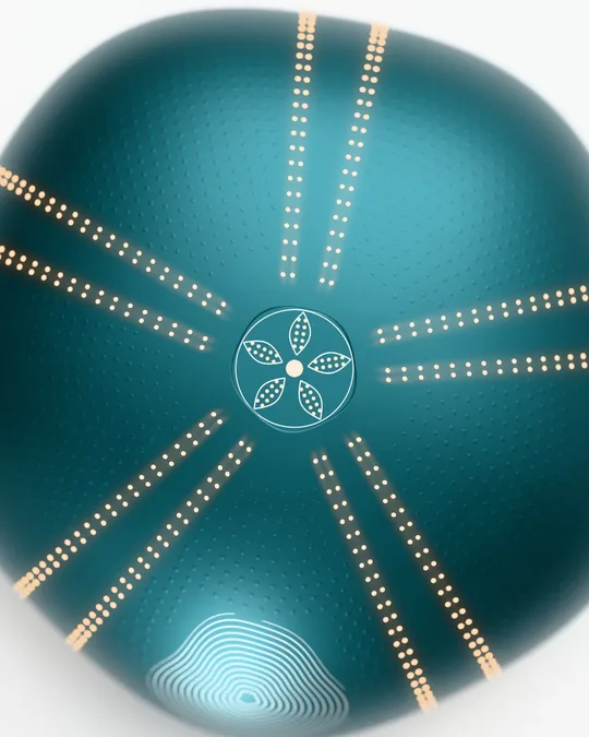 The apex disc with five petals of pores and the power dot